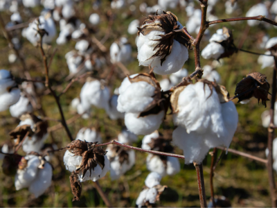Superpopulação de bicudo-do-algodoeiro é grave ameaça à atual safra de algodão